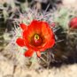 Claret Cup Cactus 25 Seeds Hedgehog Cactus Echinocereus coccineus
