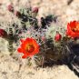 Claret Cup Cactus 25 Seeds Hedgehog Cactus Echinocereus coccineus