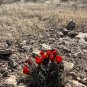 Claret Cup Cactus 25 Seeds Hedgehog Cactus Echinocereus coccineus