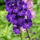 Purple Delphinium 100 Seeds Delphinium cultorum Purple Delphinium 100 Seeds Delphinium cultorum