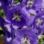 Purple Delphinium 100 Seeds Delphinium cultorum