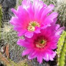 Strawberry Cactus  25 Seeds  Echinocereus stramineus