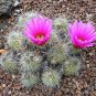 Strawberry Cactus 25 Seeds Echinocereus stramineus