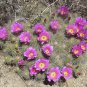 Strawberry Cactus 25 Seeds Echinocereus stramineus