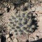 Strawberry Cactus 25 Seeds Echinocereus stramineus