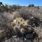 Strawberry Cactus 25 Seeds Echinocereus stramineus