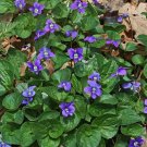 Common Blue Violet 30 Seeds Viola sororia Common Blue Violet 30 Seeds Viola sororia