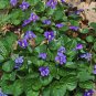 Common Blue Violet 30 Seeds Viola sororia