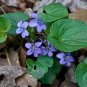 Common Blue Violet 30 Seeds Viola sororia