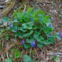 Common Blue Violet 30 Seeds Viola sororia