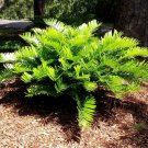 Coontie  Zamia floridana  10 Seeds
