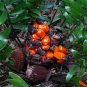Coontie  Zamia floridana  10 Seeds