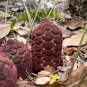 Coontie  Zamia floridana  10 Seeds
