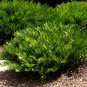 Coontie  Zamia floridana  10 Seeds