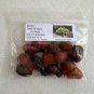 Coontie  Zamia floridana  10 Seeds