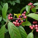 Carolina Buckthorn Rhamnus caroliniana 20 Seeds