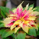 Joseph’s Coat 250 Seeds Amaranthus tricolor Joseph’s Coat 250 Seeds Amaranthus tricolor