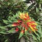 Joseph’s Coat 250 Seeds Amaranthus tricolor