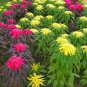 Joseph’s Coat 250 Seeds Amaranthus tricolor