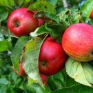 Apple Tree  20 Seeds  Malus domestica