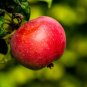Apple Tree  20 Seeds  Malus domestica