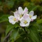 Apple Tree  20 Seeds  Malus domestica