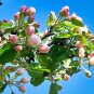 Apple Tree  20 Seeds  Malus domestica