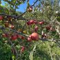 Apple Tree  20 Seeds  Malus domestica