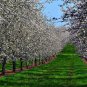 Apple Tree  20 Seeds  Malus domestica