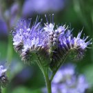 Lacy Phacelia 100 Seeds Phacelia tanacetifolia Lacy Phacelia 100 Seeds Phacelia tanacetifolia