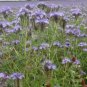 Lacy Phacelia 100 Seeds Phacelia tanacetifolia