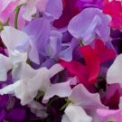 Sweet Pea Mix  20 Seeds  Lathyrus odoratus