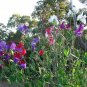 Sweet Pea Mix 20 Seeds Lathyrus odoratus