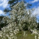 Groundsel Tree Baccharis halimifolia 100 Seeds Groundsel Tree Baccharis halimifolia 100 Seeds