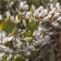 Groundsel Tree Baccharis halimifolia 100 Seeds