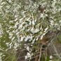Groundsel Tree Baccharis halimifolia 100 Seeds