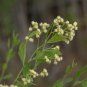 Groundsel Tree Baccharis halimifolia 100 Seeds