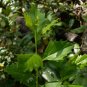 Groundsel Tree Baccharis halimifolia 100 Seeds