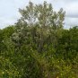 Groundsel Tree Baccharis halimifolia 100 Seeds