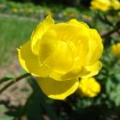 Globeflower Trollius europaeus 20 Seeds