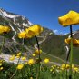Globeflower Trollius europaeus 20 Seeds