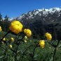 Globeflower Trollius europaeus 20 Seeds