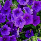 Purple Petunia 100 Seeds Petunia Nana Compacta Purple Petunia 100 Seeds Petunia Nana Compacta