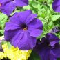Purple Petunia  100 Seeds  Petunia Nana Compacta