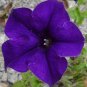 Purple Petunia  100 Seeds  Petunia Nana Compacta