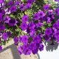 Purple Petunia  100 Seeds  Petunia Nana Compacta