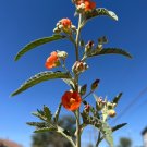 Copper Globemallow 20 Seeds Sphaeralcea angustifolia Copper Globemallow 20 Seeds Sphaeralcea angustifolia