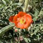 Copper Globemallow 20 Seeds Sphaeralcea angustifolia