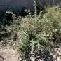 Copper Globemallow 20 Seeds Sphaeralcea angustifolia