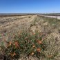 Copper Globemallow 20 Seeds Sphaeralcea angustifolia